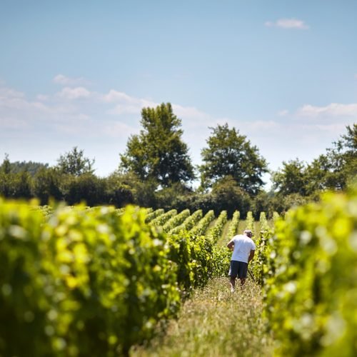 C_MAUVESIN_BARTON_vineyard©S.Chapuis